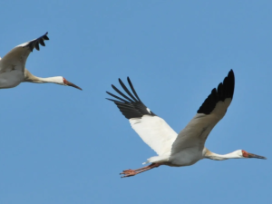 В Якутии создают фотобанк стерхов