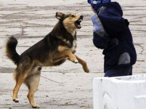 Хозяин заплатит штраф за собаку, напавшую на ребенка