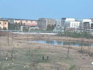 Зоозащитники: В якутской квартире массово гибнут собаки, трупы закапывают во дворе