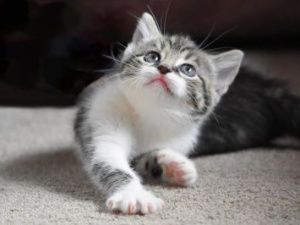 Житель Якутии садистски убил котенка: возбуждено уголовное дело