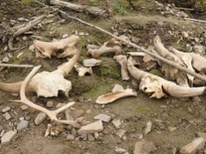 «Кладбищу мамонтов» в Якутии присвоят статус памятника природы