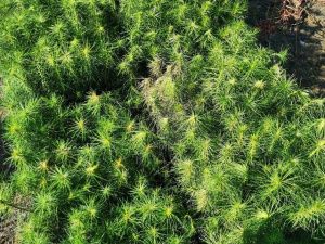 В Якутии в 2023 году лесовосстановление планируется на площади 180 тысяч га