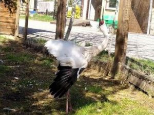 Айсен Николаев пожертвовал личные средства на содержание стерхов в зоопарке «Орто Дойду»