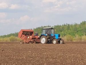 В Чурапчинском районе участники пилотной программы посадили картофель