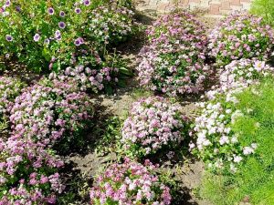 Награждение победителей конкурса "Зеленый кубок столицы 2025" прошло в Парке Победы