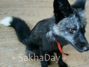 Приключения чернобурой лисички Милы в Якутске продолжаются. Хозяйка просит о помощи