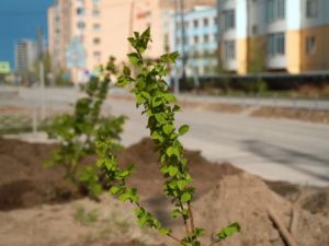 В Якутске внедрят компенсационную высадку зеленых насаждений