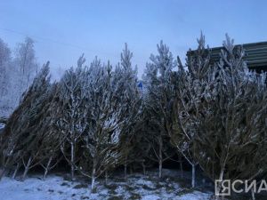 В Якутске продолжается продажа натуральных елок и сосен