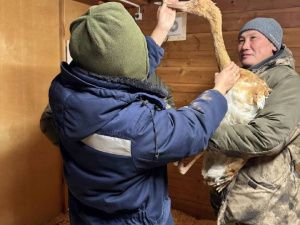 Люди спасают стерха: Найденного в тундре птенца привезли в Якутск