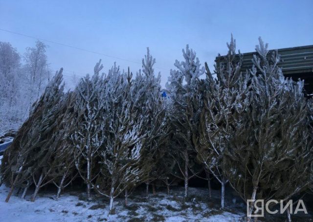 В Якутске продолжается продажа натуральных елок и сосен
