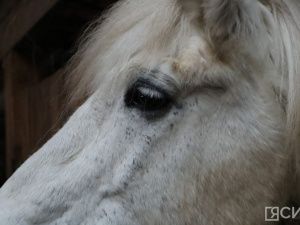 Лошади клуба «Золотая подкова» в Мархе могут не пережить эту зиму