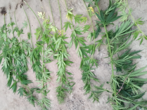 Ну и ну! Якутянин выращивал коноплю в своем гараже для личного употребления