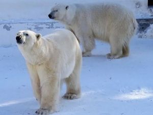 В Якутске белых хозяев Арктики угостят мороженым
