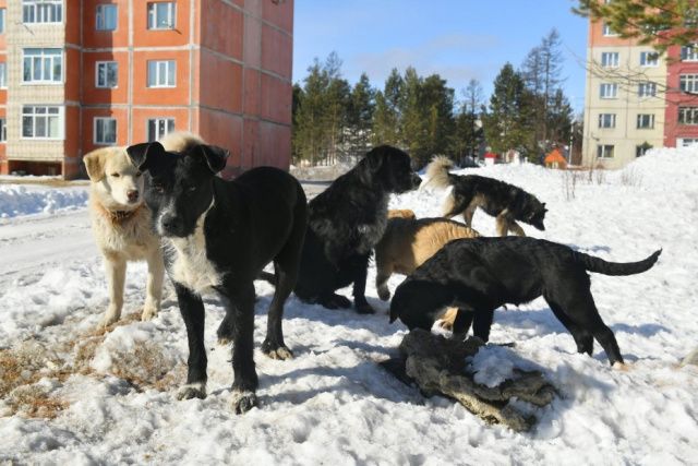 НЕРЮНГРИ: «СОБАЧИЙ ВОПРОС» И ДЕНЬГИ