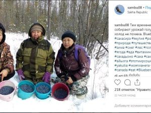 Фотофакт: якутянки собирают голубику в ноябре