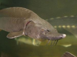 Житель Якутии осужден за вылов одного осетра