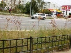 Посадили и забыли? В Якутске гибнут зеленые насаждения