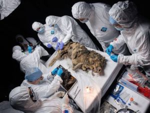 Расшифрована ДНК древнего волка, найденного в вечной мерзлоте