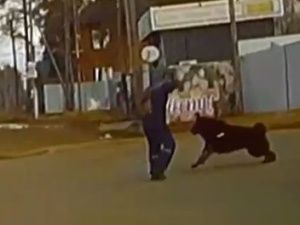 В Якутске очевидцы спасли мужчину, на которого напали бродячие собаки и повалили на землю