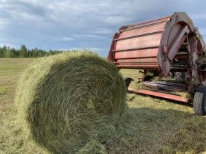 Заготовка кормов держится на особом контроле оперштаба Чурапчинского улуса