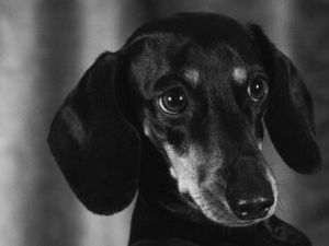 Нюшенька: любимая собака приняла на себя мой рак…