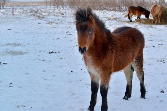  Житель Якутии застрелил чужих жеребят