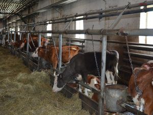 Якокитский агропром