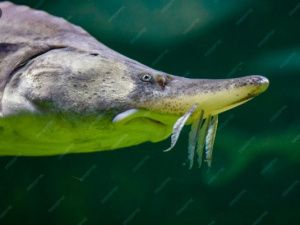 Спиннинг с катушкой уничтожить: Житель Якутии осужден за вылов осетра