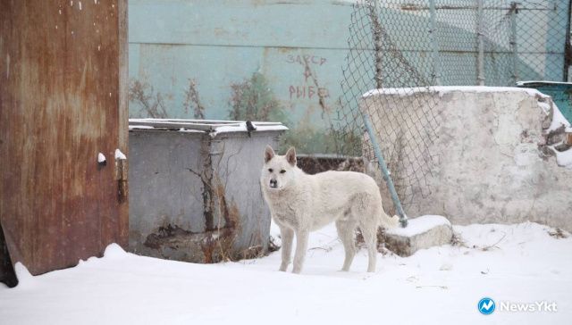 Рассмотрение поправок к федеральному закону об ответственном обращении с животными в Ил Тумэне перенесли на следующее заседание