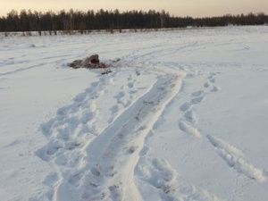 Рецидивист с двумя подельниками украл и забил чужую лошадь