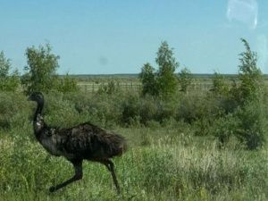 Внимание, розыск! Сбежали… страусы