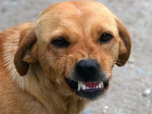 Моральный вред за укус собаки оценили в 50 тысяч