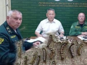 "Вредители" якутских лесов сидят в кабинетах