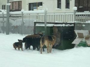 В Якутске девушка отбила ребенка от своры собак