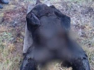 В Якутии застрелили опасного медведя, убившего в Томмоте собаку