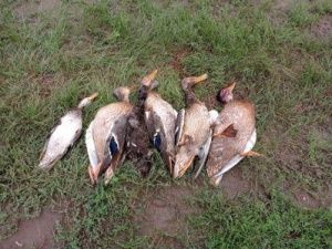 В Нюрбинском улусе охотники незаконно добыли водоплавающую и боровую дичь