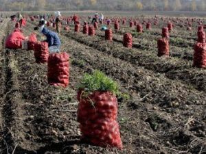 Завершился сбор урожая в окрестностях Якутска