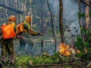 Эколог: пик лесных пожаров пройден. Но не в Якутии