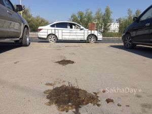 Табун лошадей, облюбовавший центр Якутска, задержан