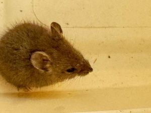 В Креативном Квартале труда обнаружена мышь