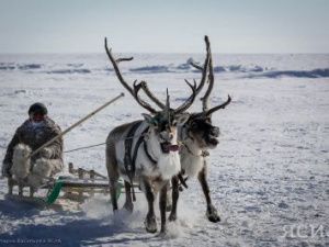 Первый международный чемпионат по оленеводству пройдёт в арктическом районе Якутии
