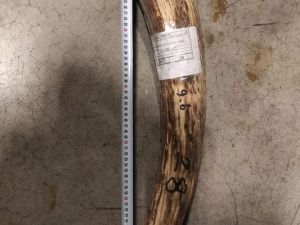 В Москве задержана тонна бивней из Якутии стоимостью 20 миллионов рублей