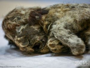 Ученые поделились результатами исследования абыйских пещерных львят