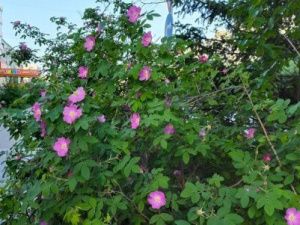 Грозы добавят яркости сегодняшней погоде в Якутии