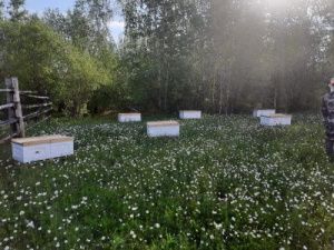 В Якутии кратковременные дожди, местами ливни, грозы