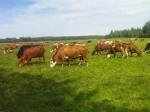 Продукции Якокита реклама не требуется!