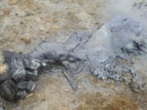 Малого мамонта с Котельного привезут в Якутск в сентябре