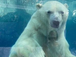 Сынок Колыманы и Ломоносова освоился в зоопарке Хабаровска