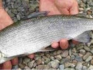 Двух жителей Кобяйского улуса обвиняют в незаконной добыче более 120 особей омуля