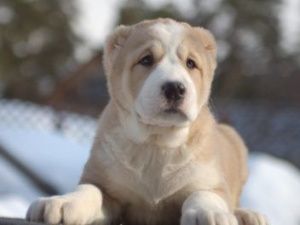 Житель Мирного скинул щенка с четвертого этажа